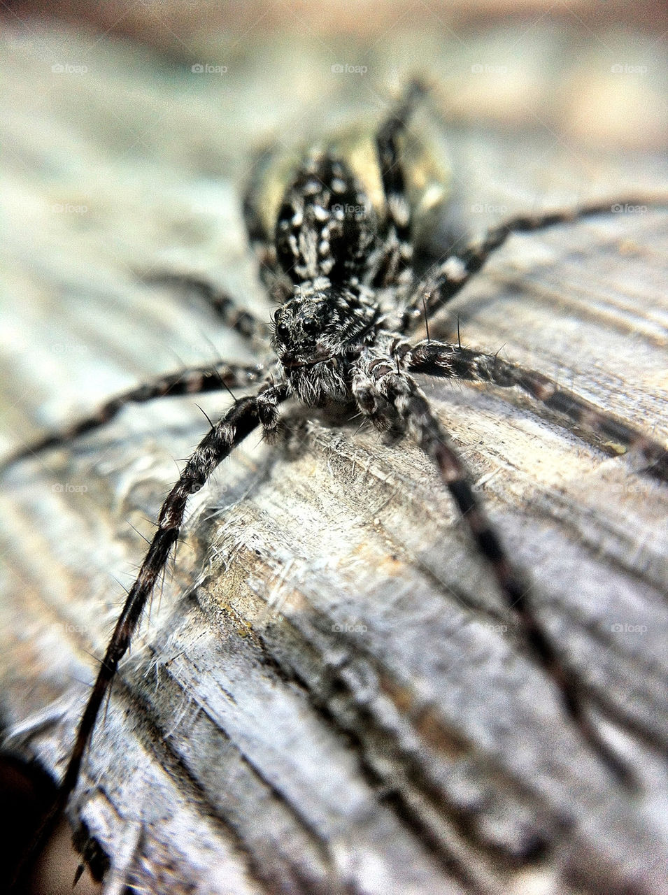 summer cute spider chewbacca by ka71