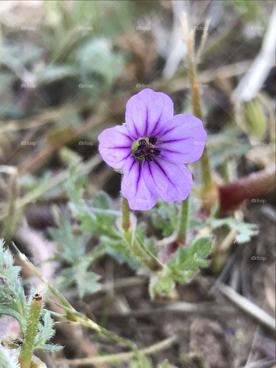 Pretty Purple Wild Flower