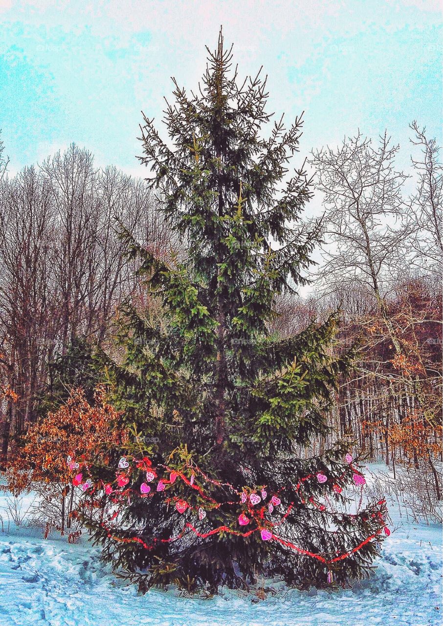 Garlanded tree in Lake Mohegan, Fairfield CT