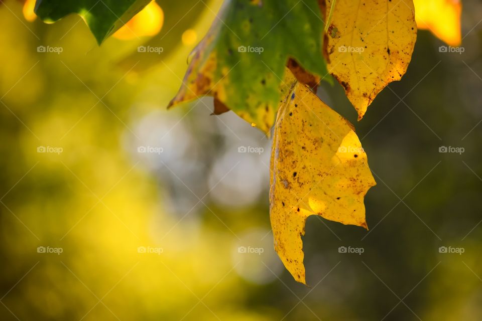 Yellow leaves in autumn backlit by evening sun 