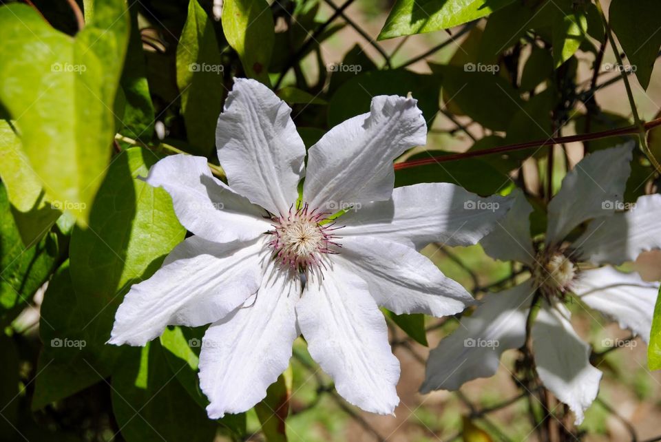 Cotton Colored Clematis in Full Bloom