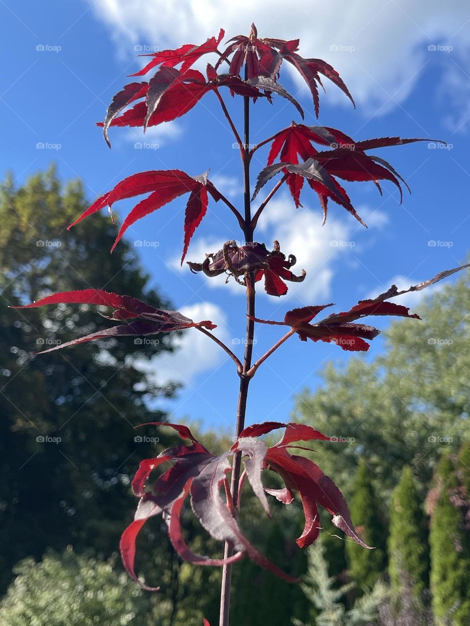 Beautiful fall’s leaves photography 