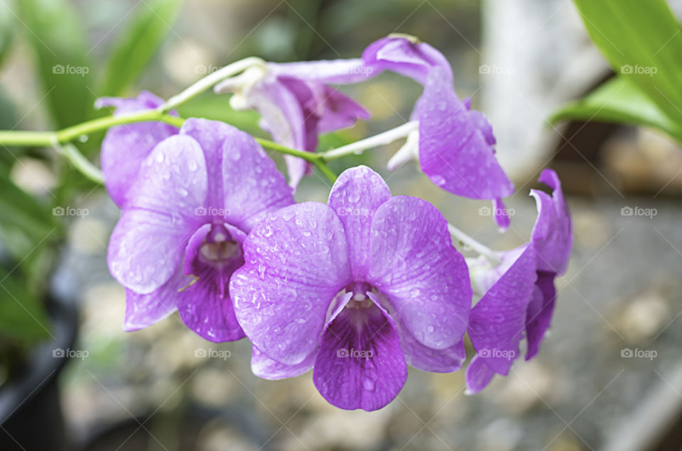 Beautiful pink Orchid flowers in the garden.