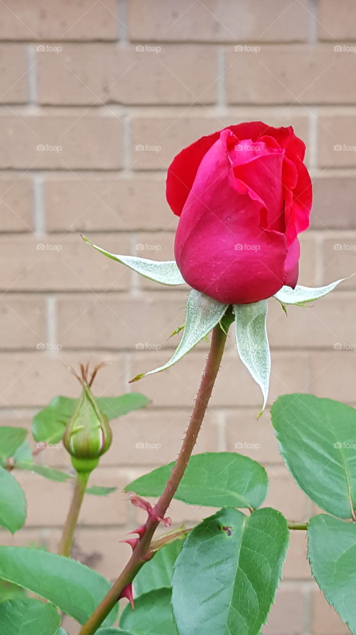 Brick Behind the Rose