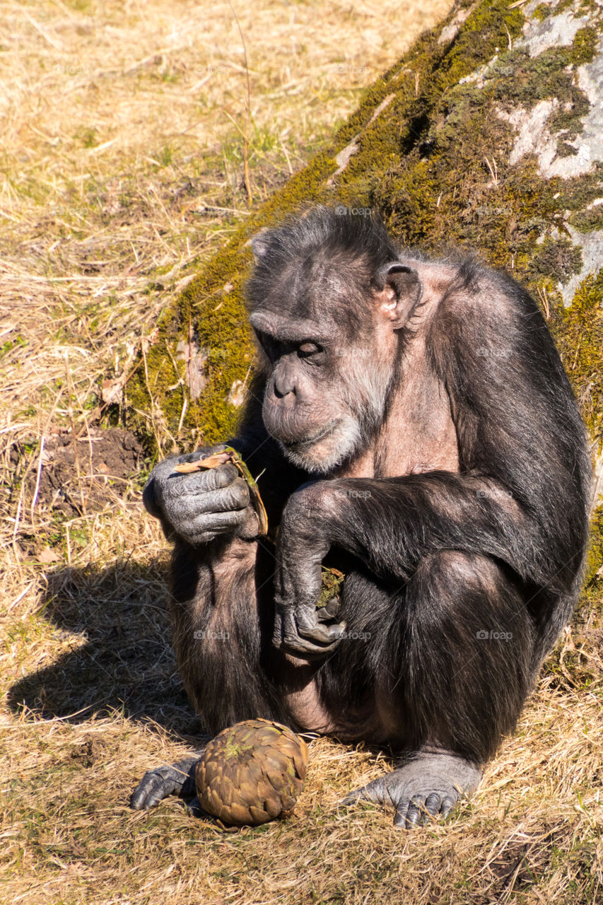 chimpanzee enjoying a meal in the afternoon sunshine