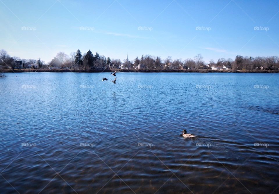 One duck swims on the river while the other ducks take off in flight from the water toward trees and house on the river bank in Michigan under a bright blue sky on a sunny day