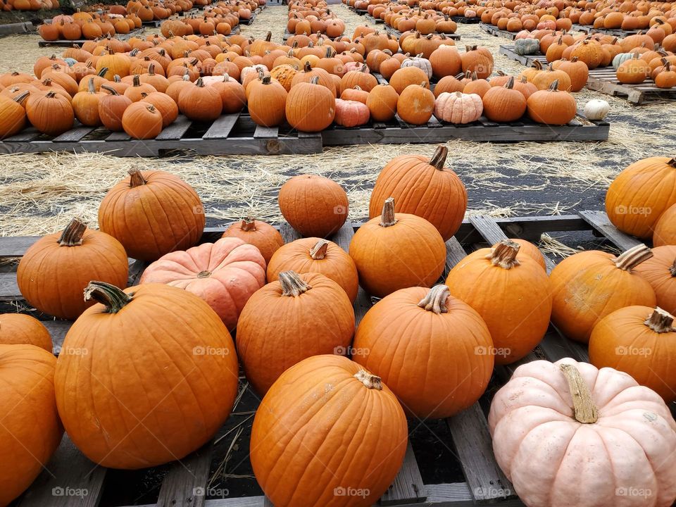 Pumpkin palooza!