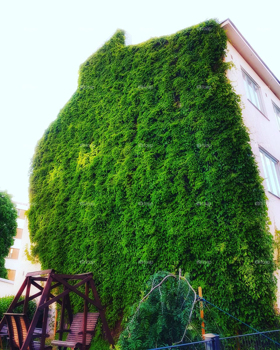 Green wall in the middle of the city makes you smile.