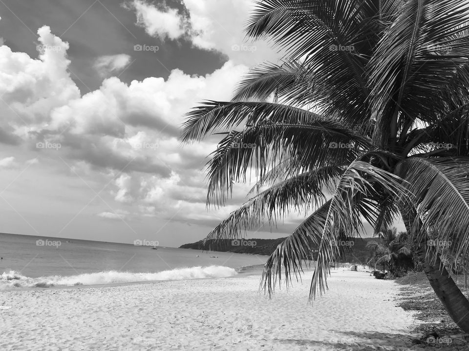 Black and white beach and palm.