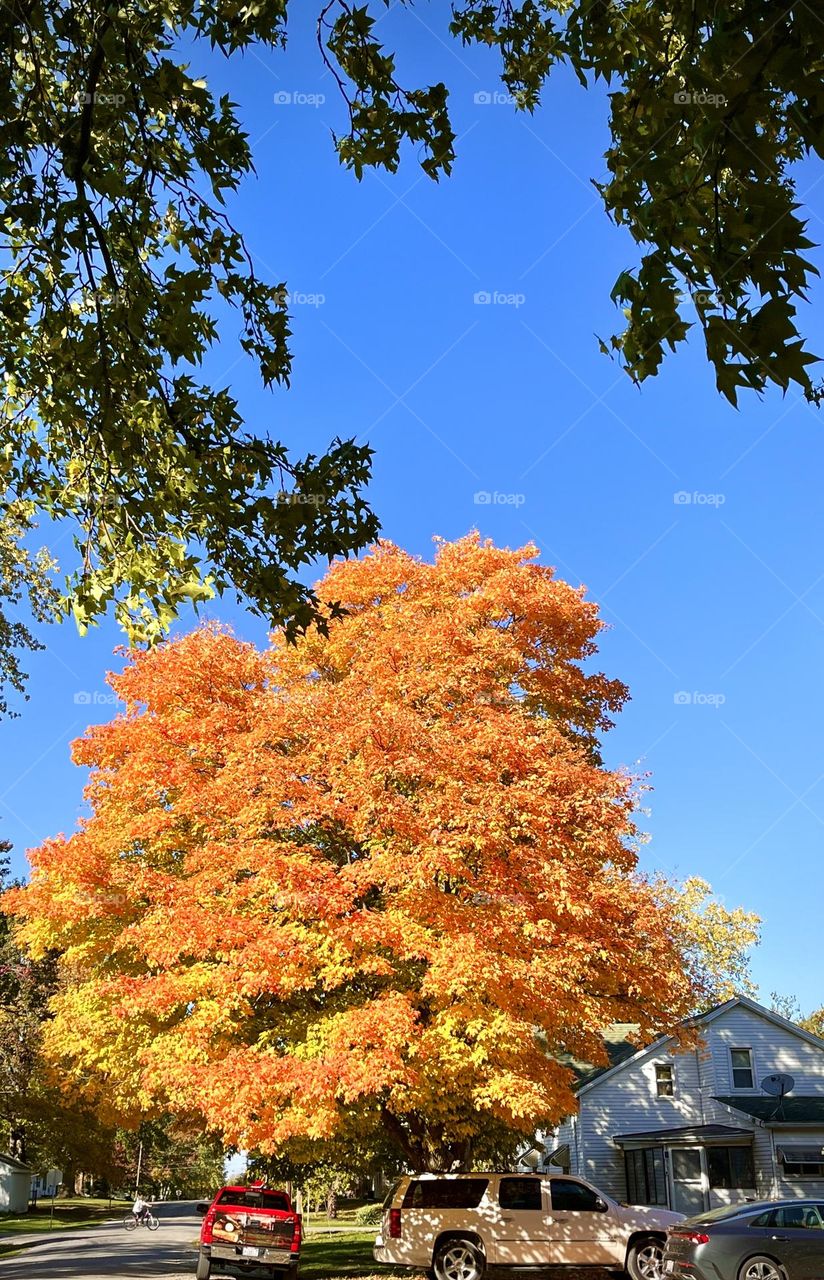 Autumn Neighborhood 