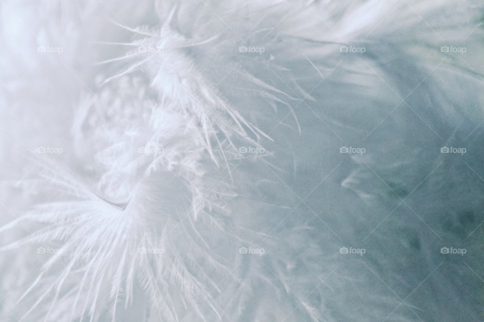 Close-up of feathers