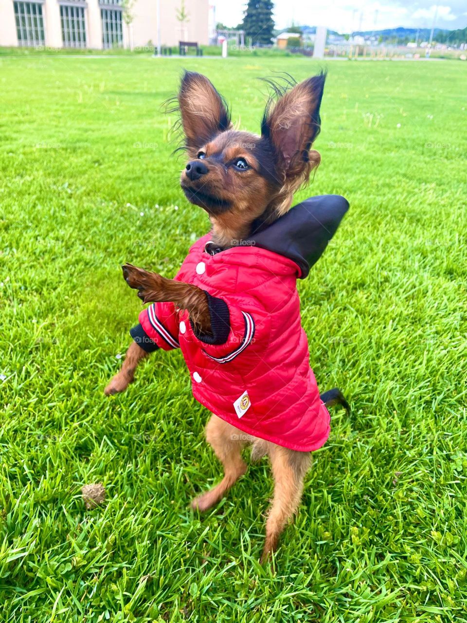 small dog in red clothes