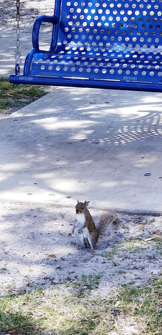 Squirrel walks in the park near the swing