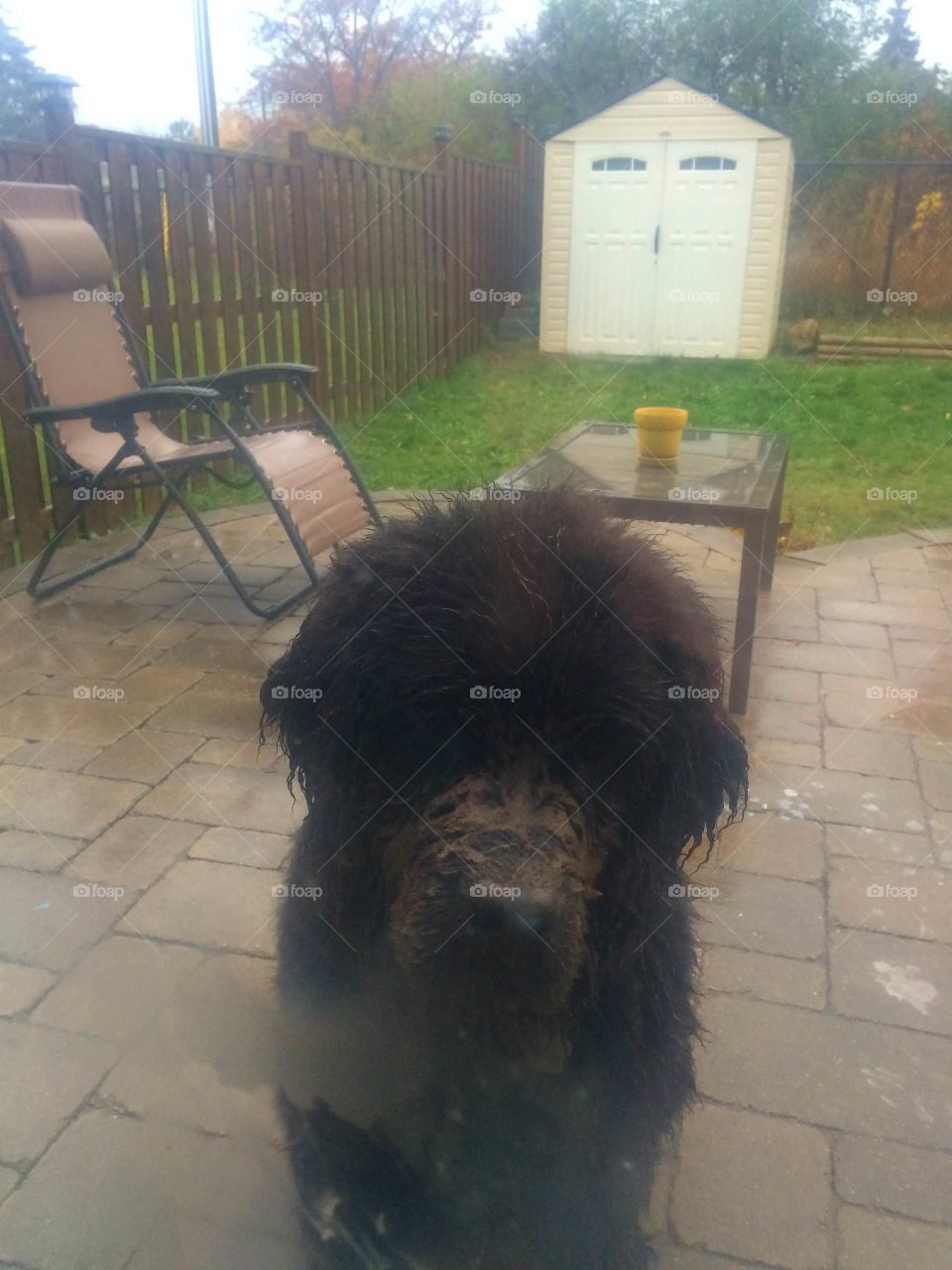 No Person, Dog, Outdoors, Daylight, Street