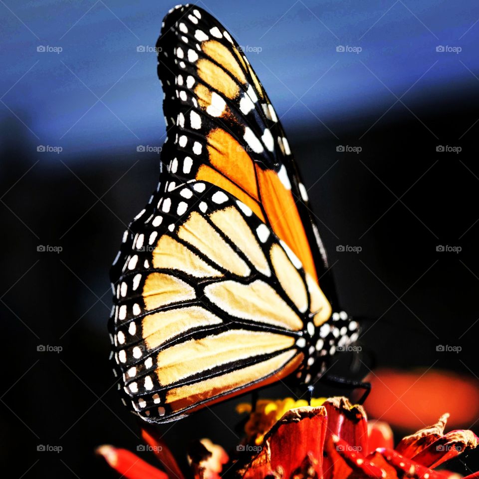 Side View Wings