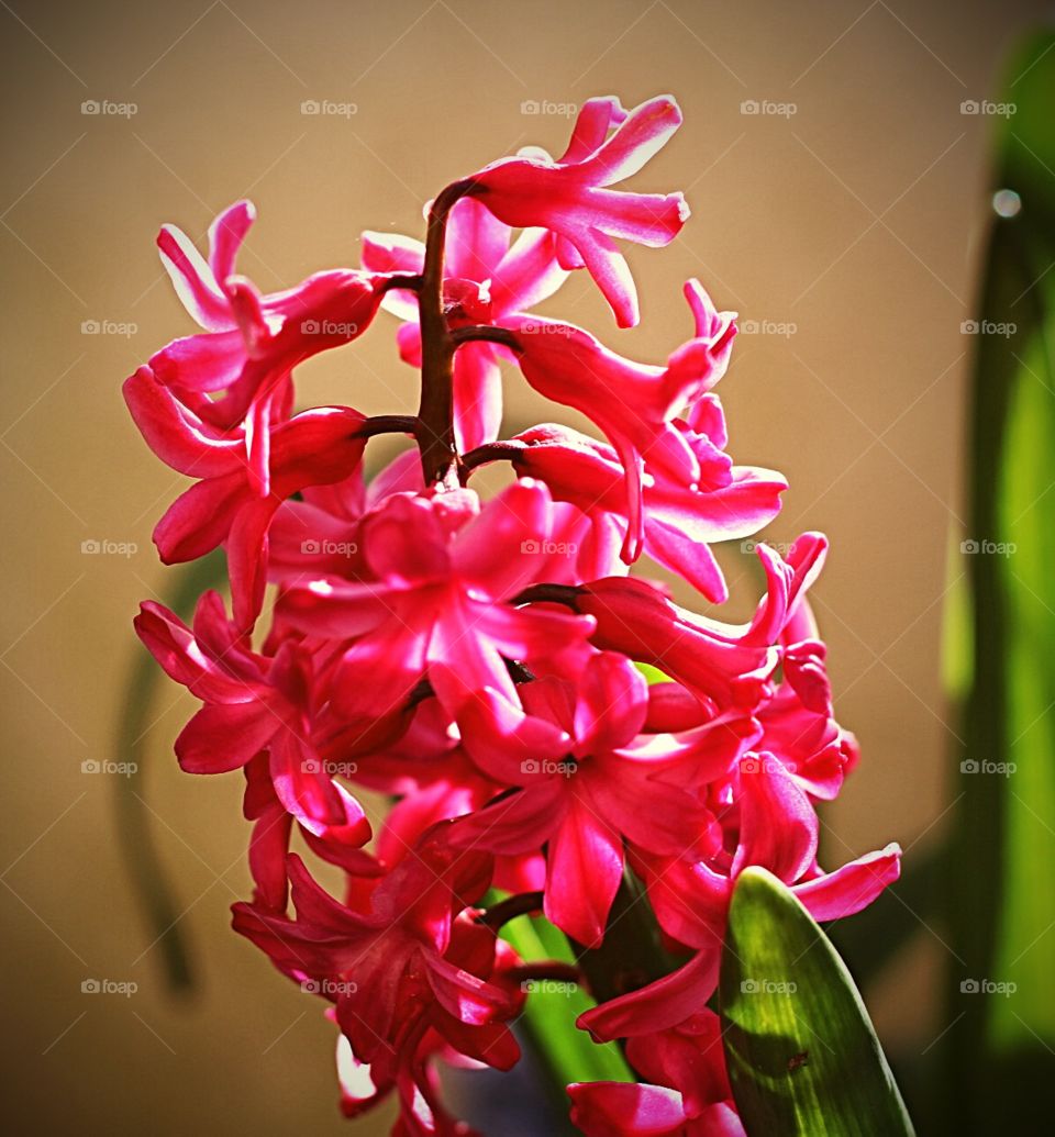 Pink hyacinth close up