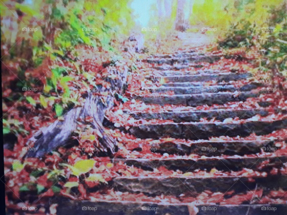 end of autonomous in the park with leaves falling on the park steps and showing the beginning of winter
