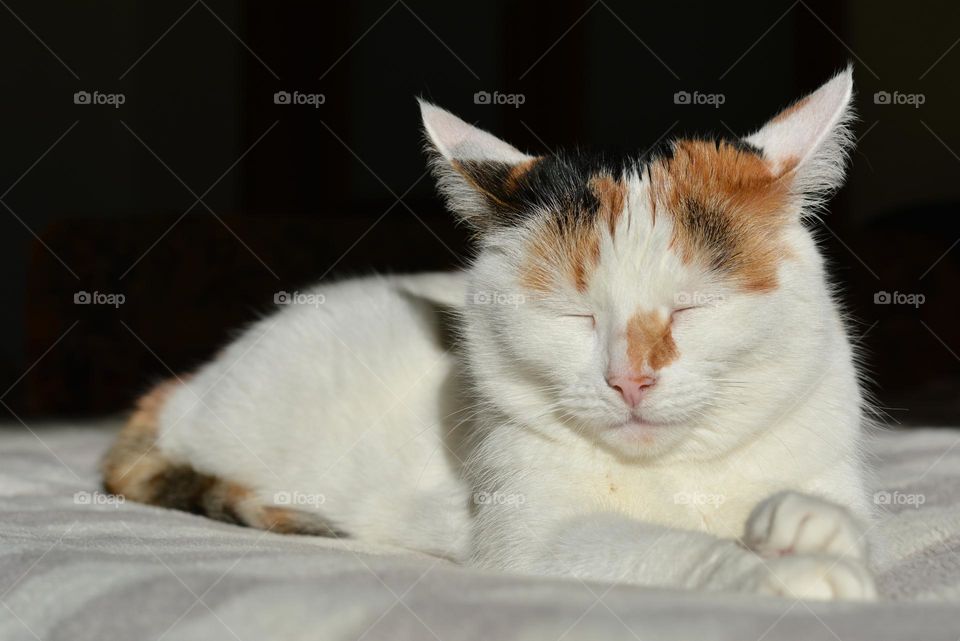 sleeping cat in sunlight beautiful portrait home