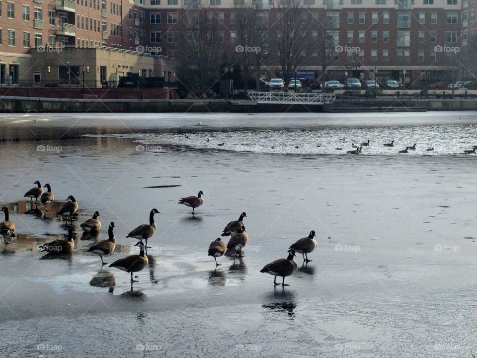 Flock on ice looking for food