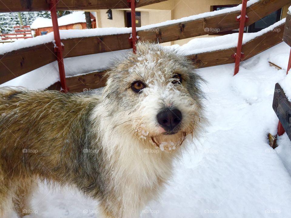 Dog with snow on his nose