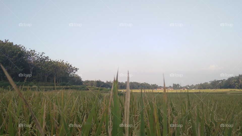 Beautiful view in the afternoon in the rice fields