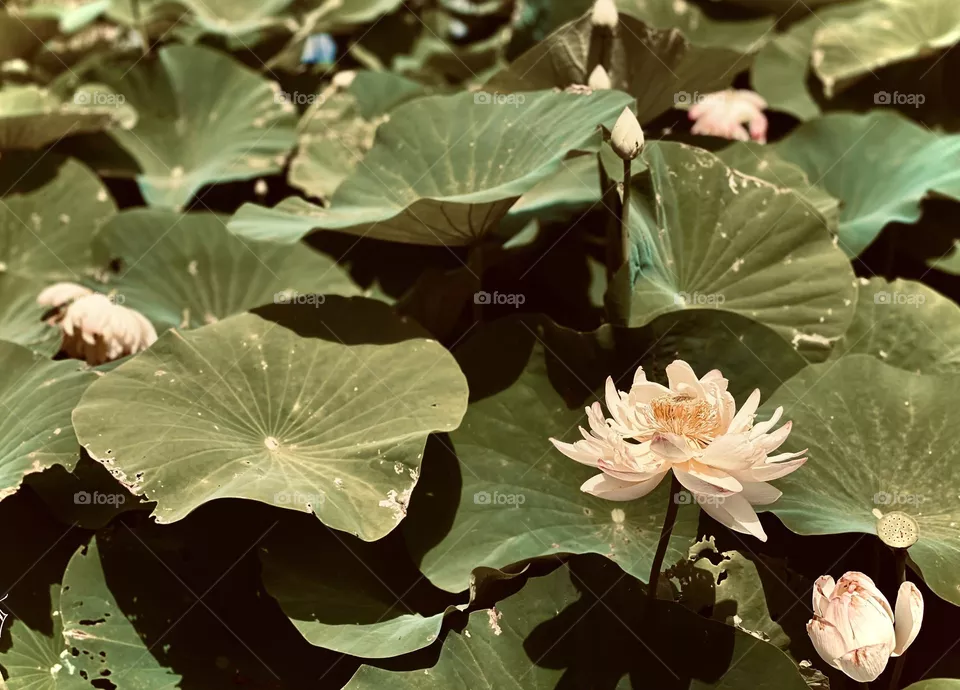 Lotus pond