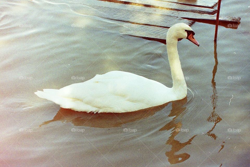 Swan