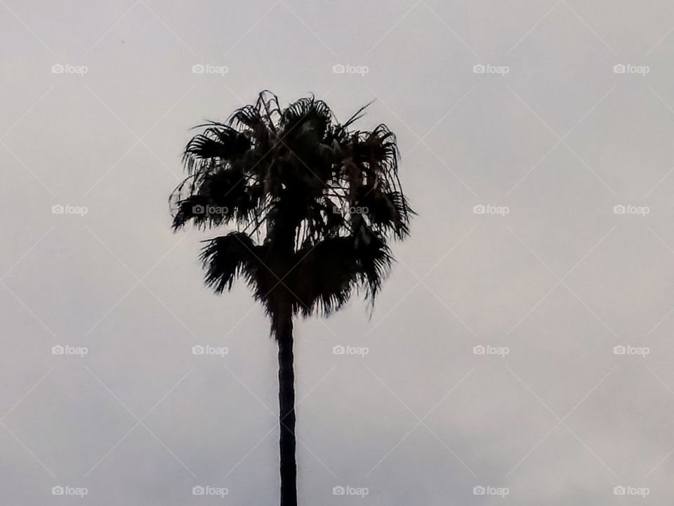 Palm Tree, Foggy Morning