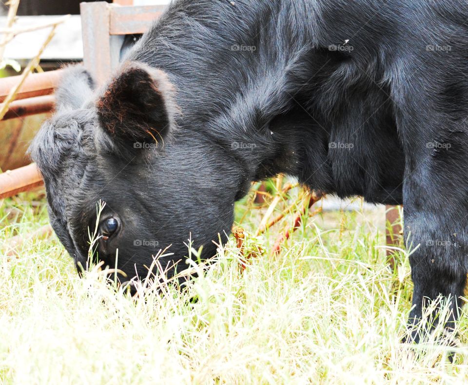 Grazing Black Angus - Maine Anjou cross calf. 