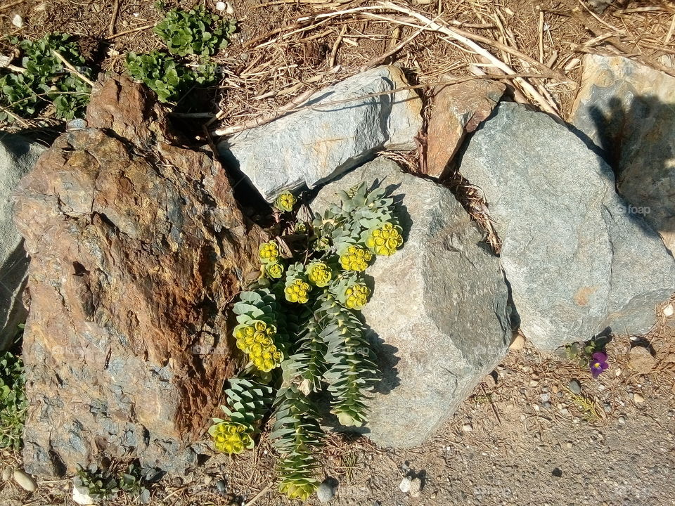 Hen and Chicks growing in the stone