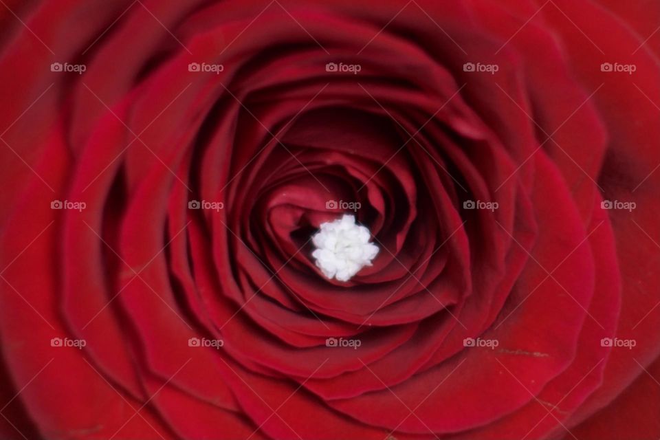 Spirals of a red rose leasing to a single baby’s breath flower