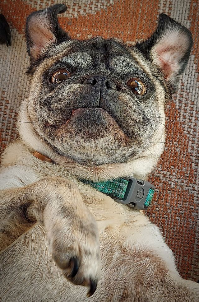 dog, pug, canine, love, family, color, fur, pet