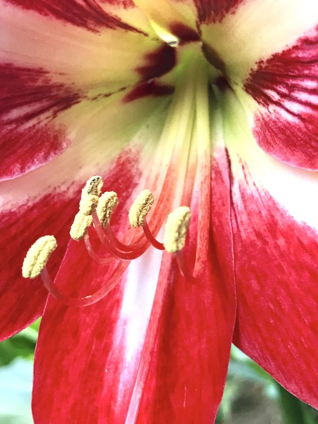 Petals 