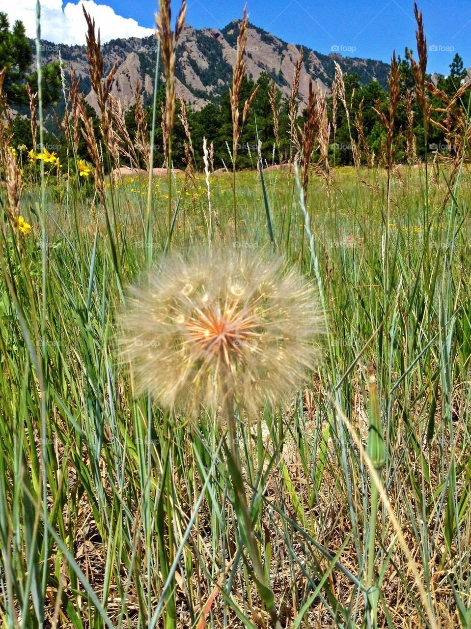 Dandelion Mountain