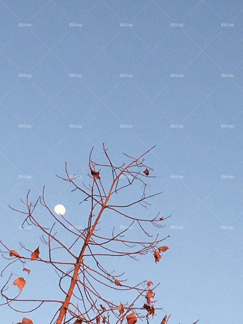 Beautiful moon behind the tree