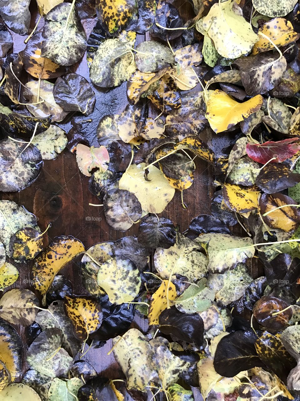 Wet fallen leaves on wood