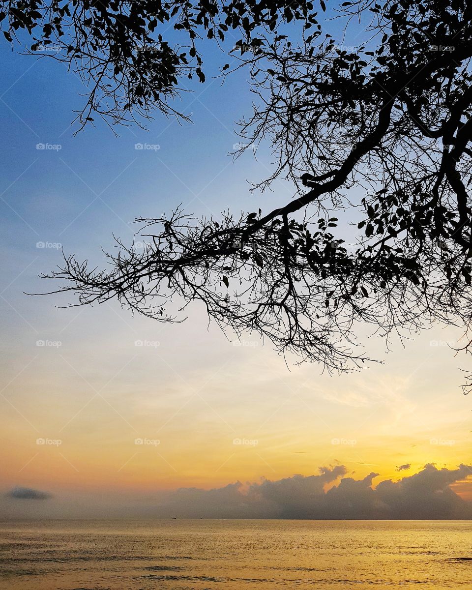 Tree and beach when sunrise