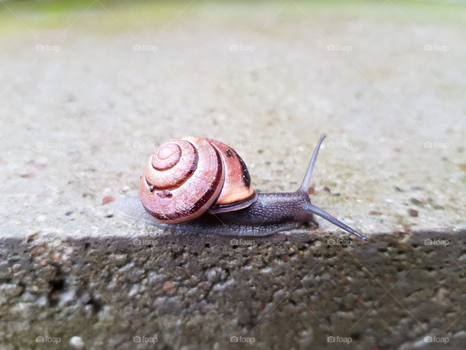 Concrete snail