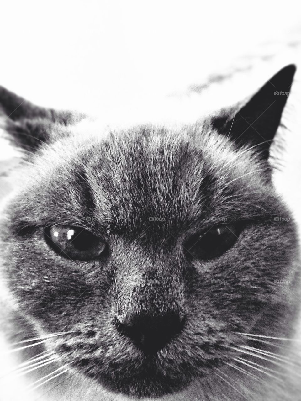 Portrait of gray cat