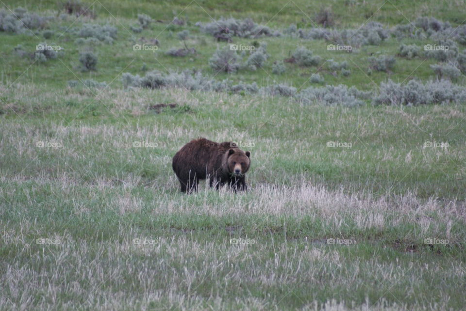 grizzly bear eating