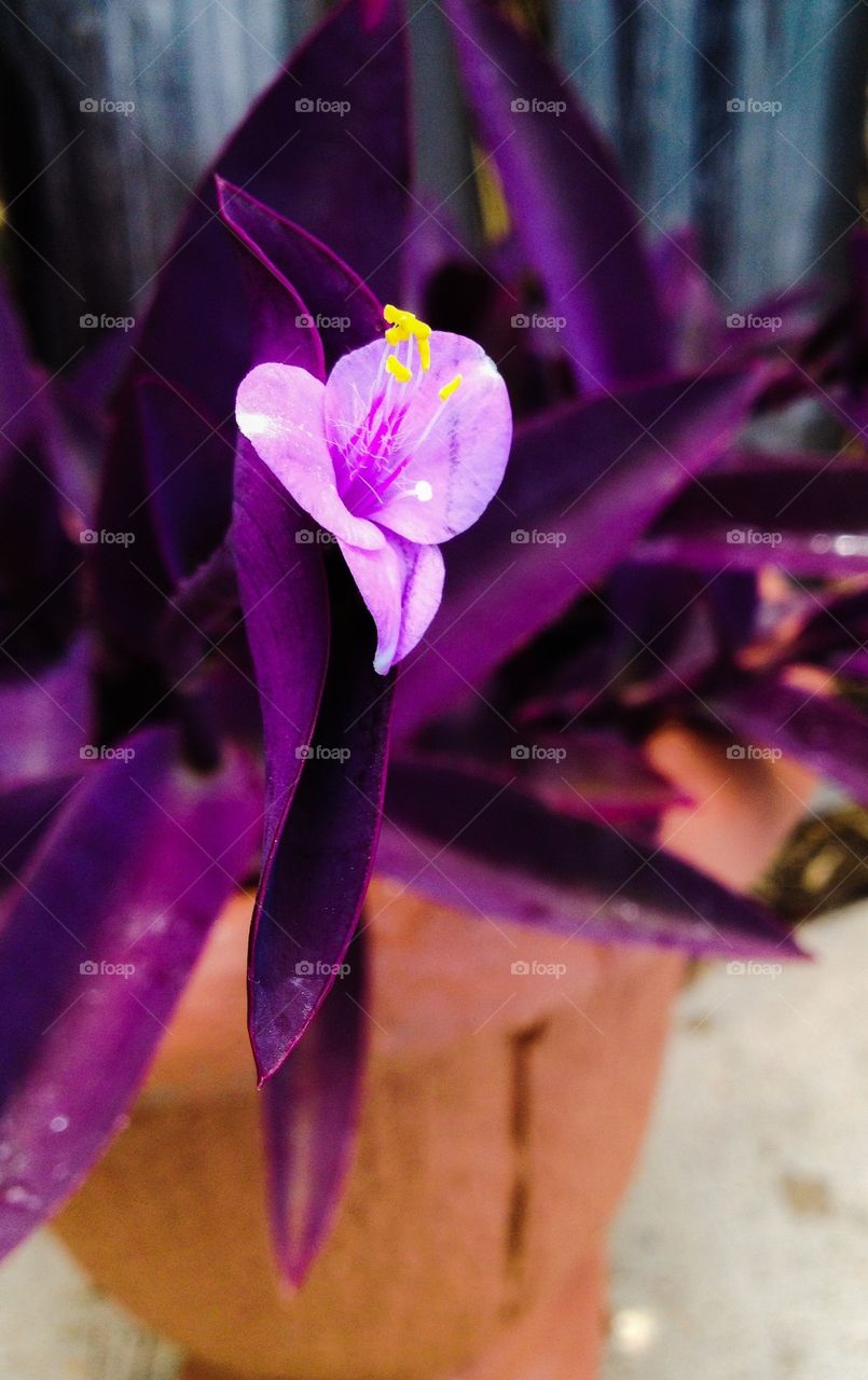Purple bloom