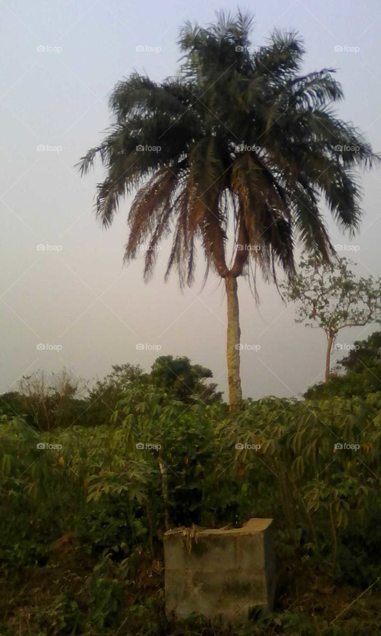 Two headed palm tree at Ibogun Ifo Ogun Nigeria