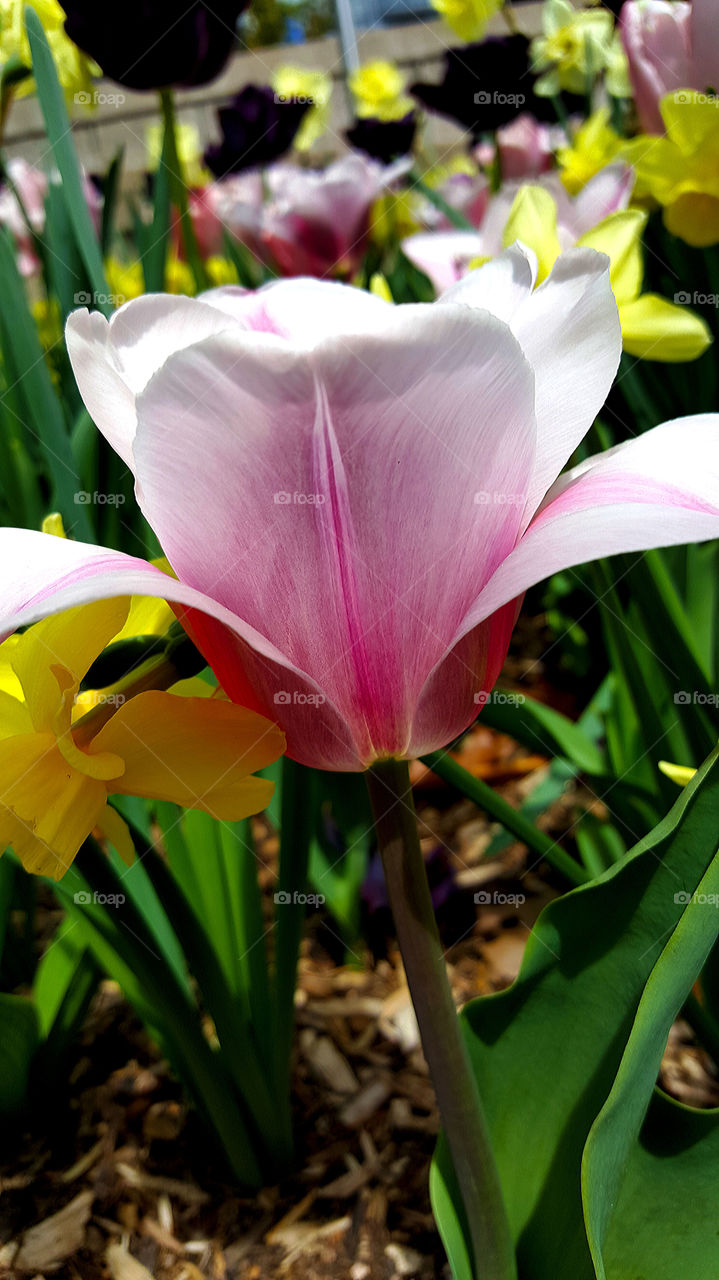 Beautiful Tulip Flower