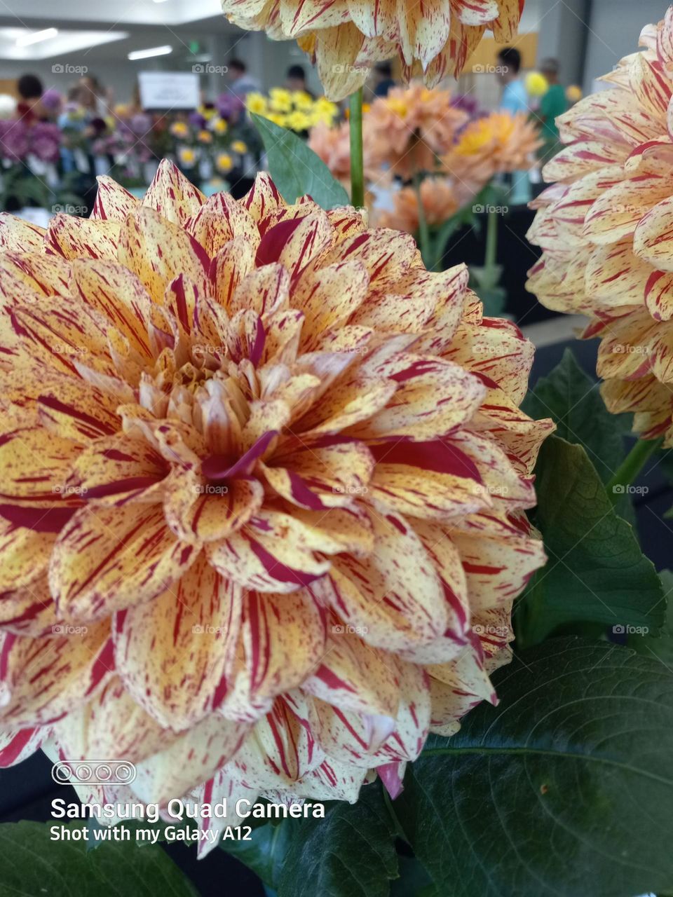 the wondrous Dahlia