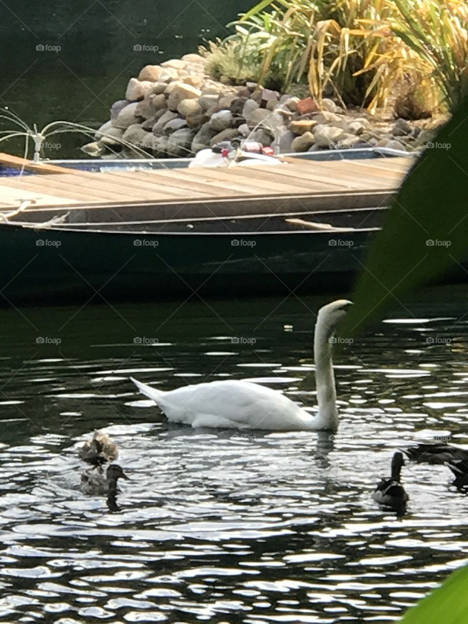 Mommy swan