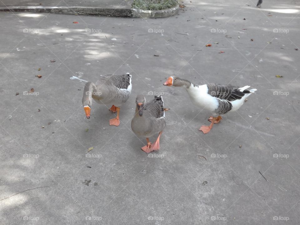 Quack Gang