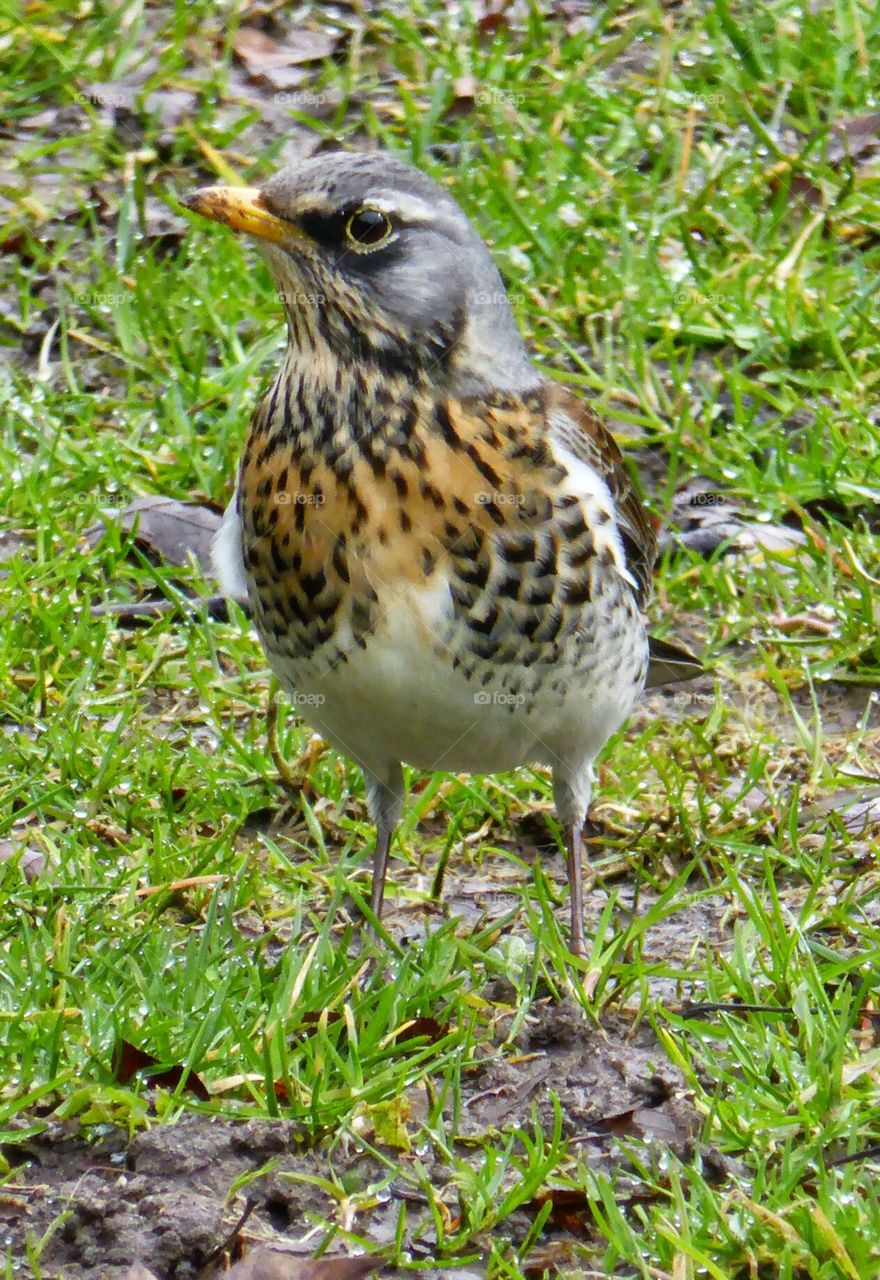 fieldfare. Suspicious fieldfare 