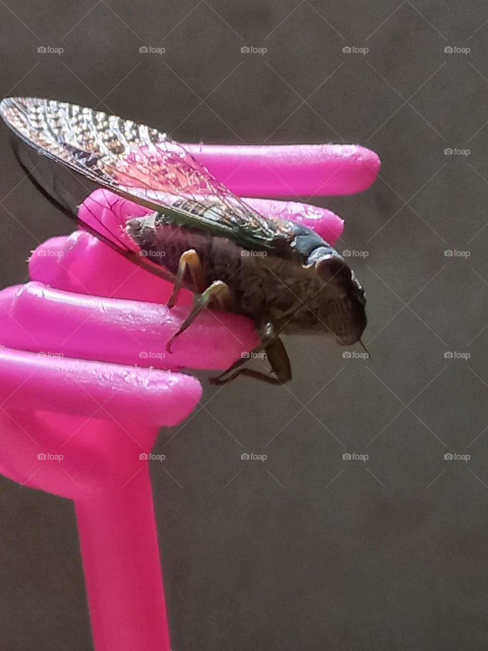 Con Ve.( Chỉ xuất hiện vào hè.tối ngày kêu ve ve).