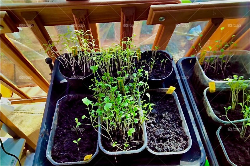 Spring is definitely here. You can tell by the plants that are sprouting up everywhere in this greenhouse in rural “Bavaria”, Germany. 2024. Hypnotic Productions