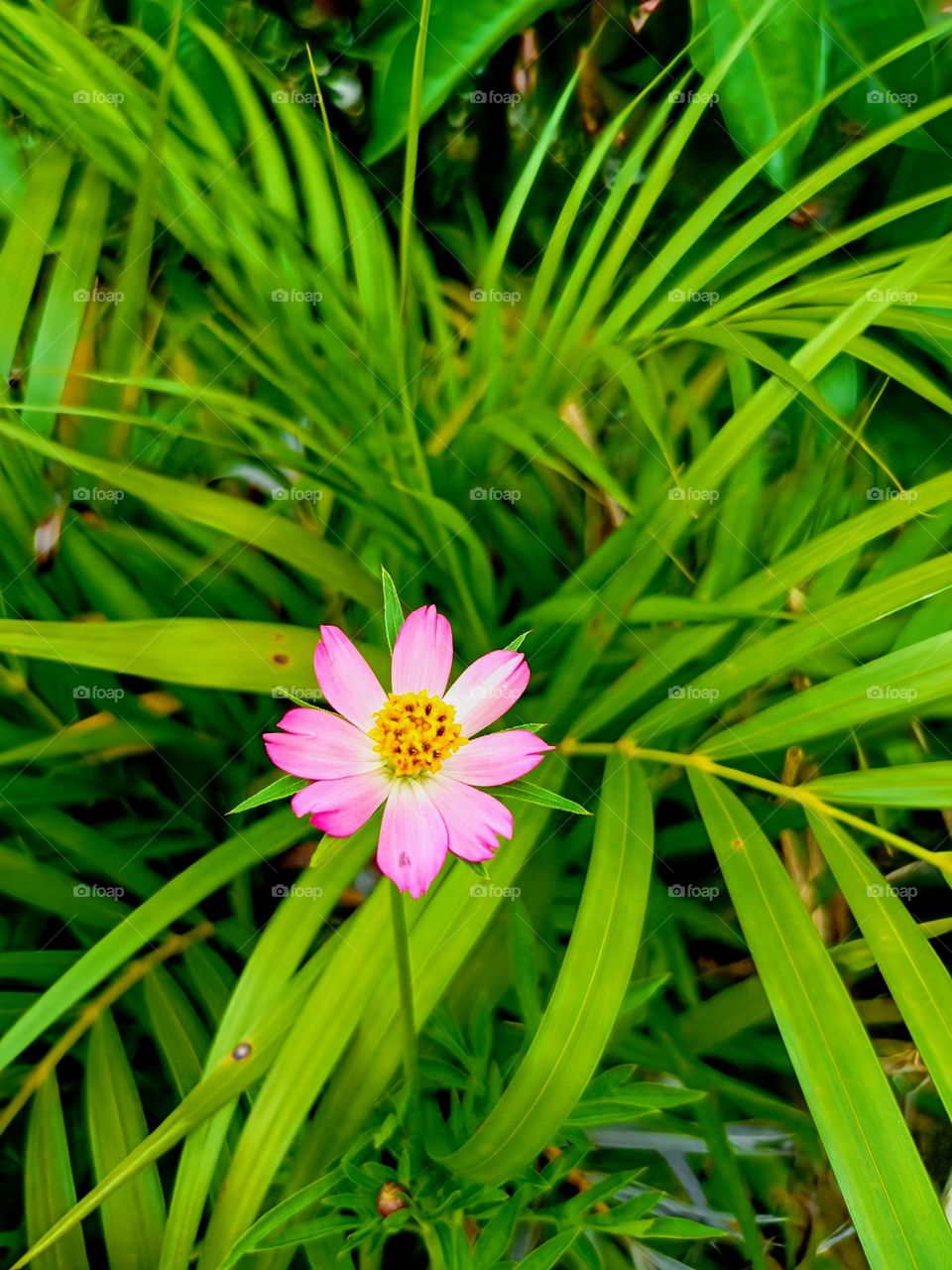 A Ulam Raja flower (Cosmos Caudatus) on nature background.